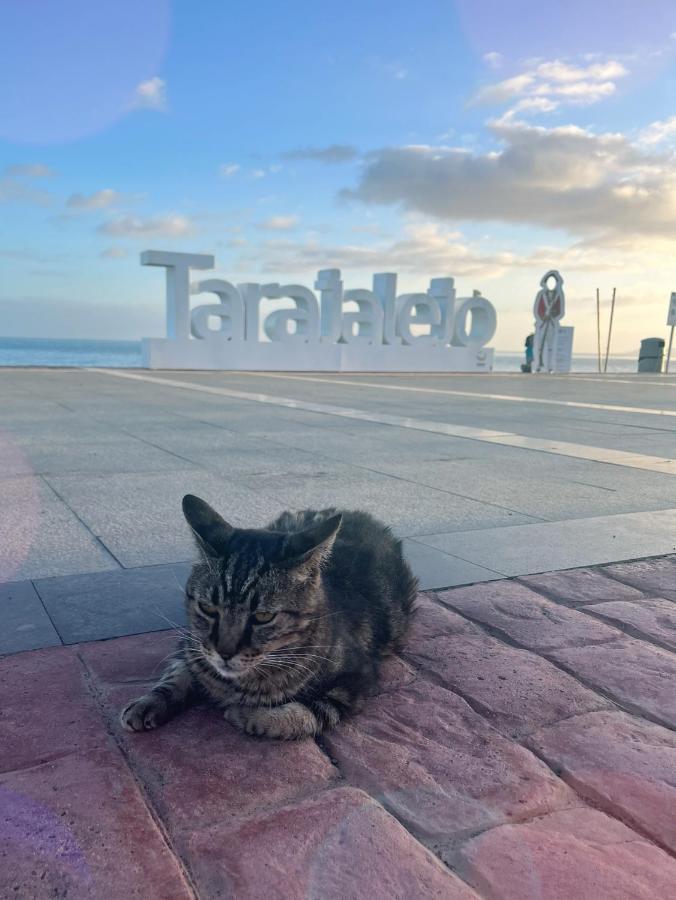 Cactus Del Mar Daire Tarajalejo Dış mekan fotoğraf